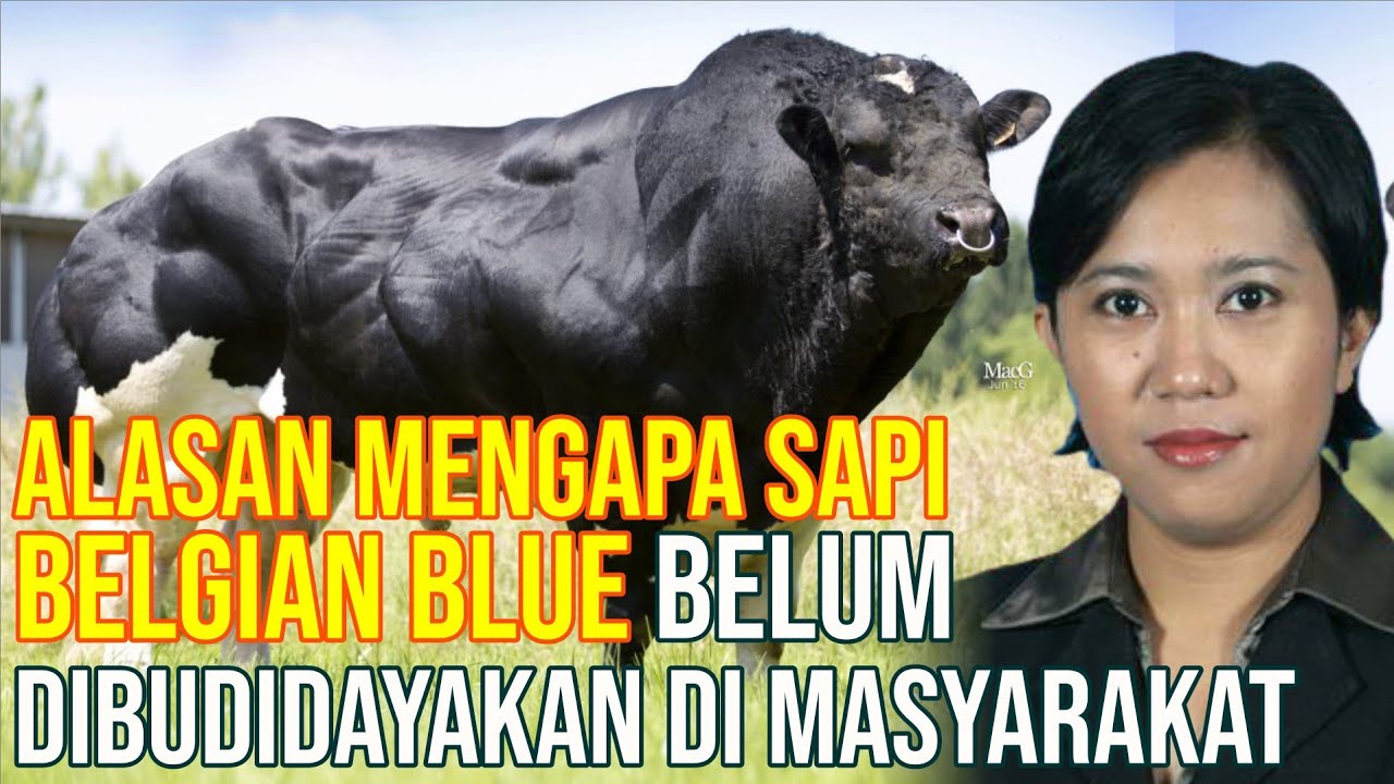 
                                 Alasan-Mengapa-Sapi-Belgian-Blue-Belum-Dibudidayakan-Di-Indonesia.jpg